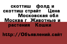 скоттиш - фолд и скоттиш страйт. › Цена ­ 3 000 - Московская обл., Москва г. Животные и растения » Кошки   